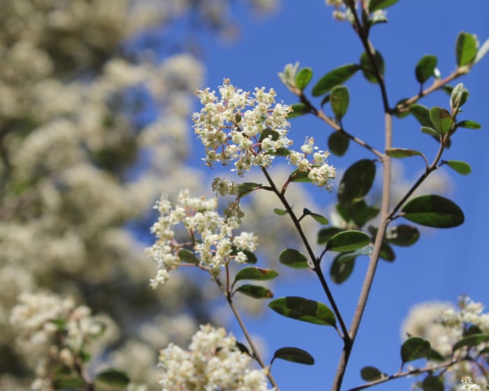 There are just 150 of these creamy-flowered shrubs left in the world – and a Victorian fire break could destroy dozens