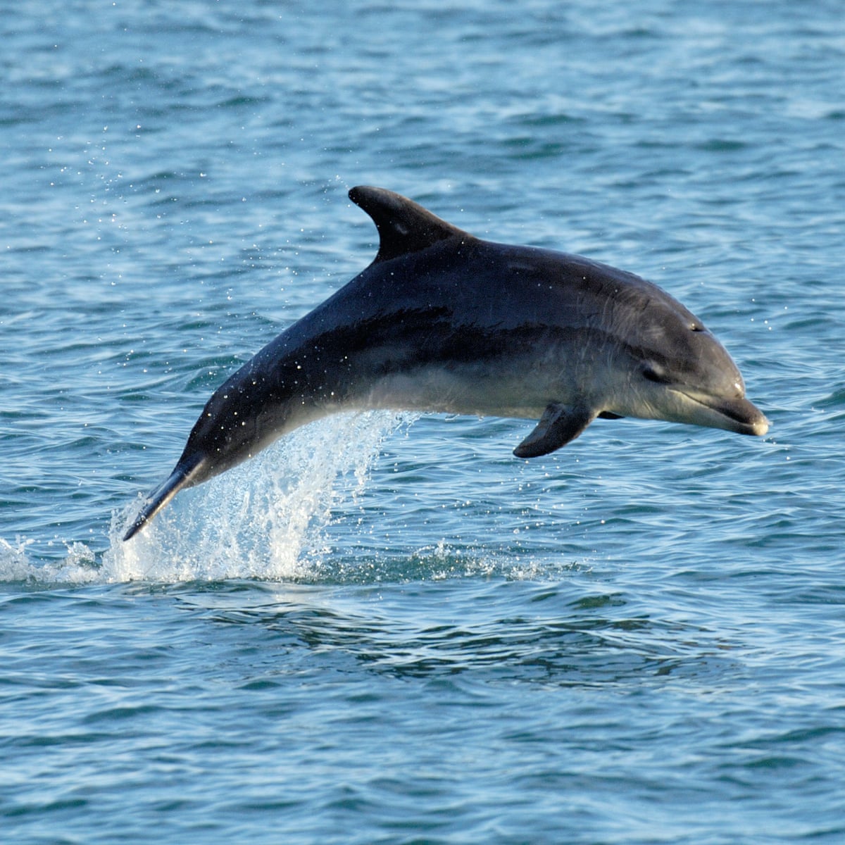 Antibiotic resistance rising among dolphins, study reveals | Dolphins | The Guardian