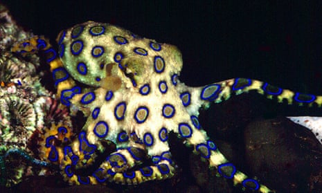 a blue-ringed octopus
