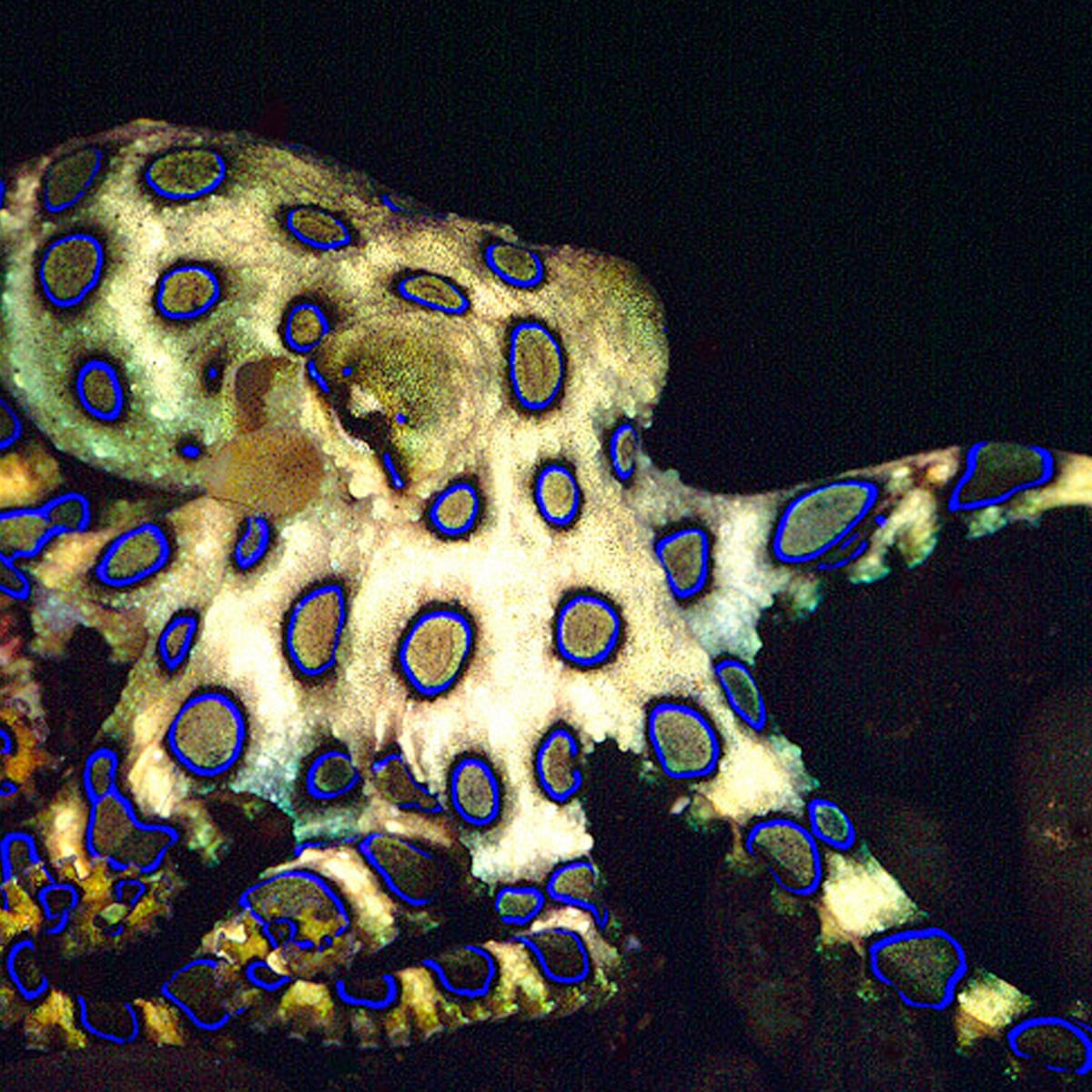 Blue Ringed Octopus Description at Sara Wentworth blog