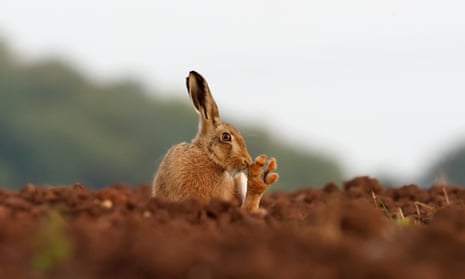 Brown hares (Lepus europeaeus) came to Britain from across the North Sea during the iron age.
