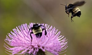 Trump administration lifts ban on pesticides linked to declining bee numbers