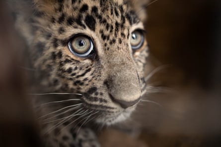 A close up of a leopard cub’s face