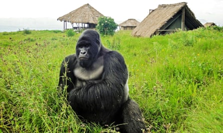 A mountain gorilla at the Virunga National Park.