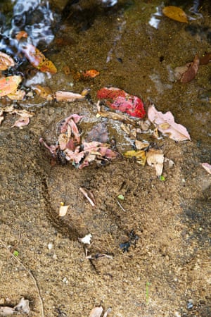 A wild elephant footprint in the Wasgamuwa national park