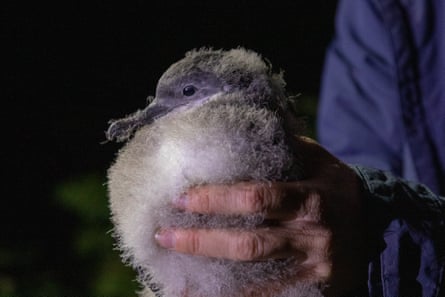 A Manx shearwater chick.