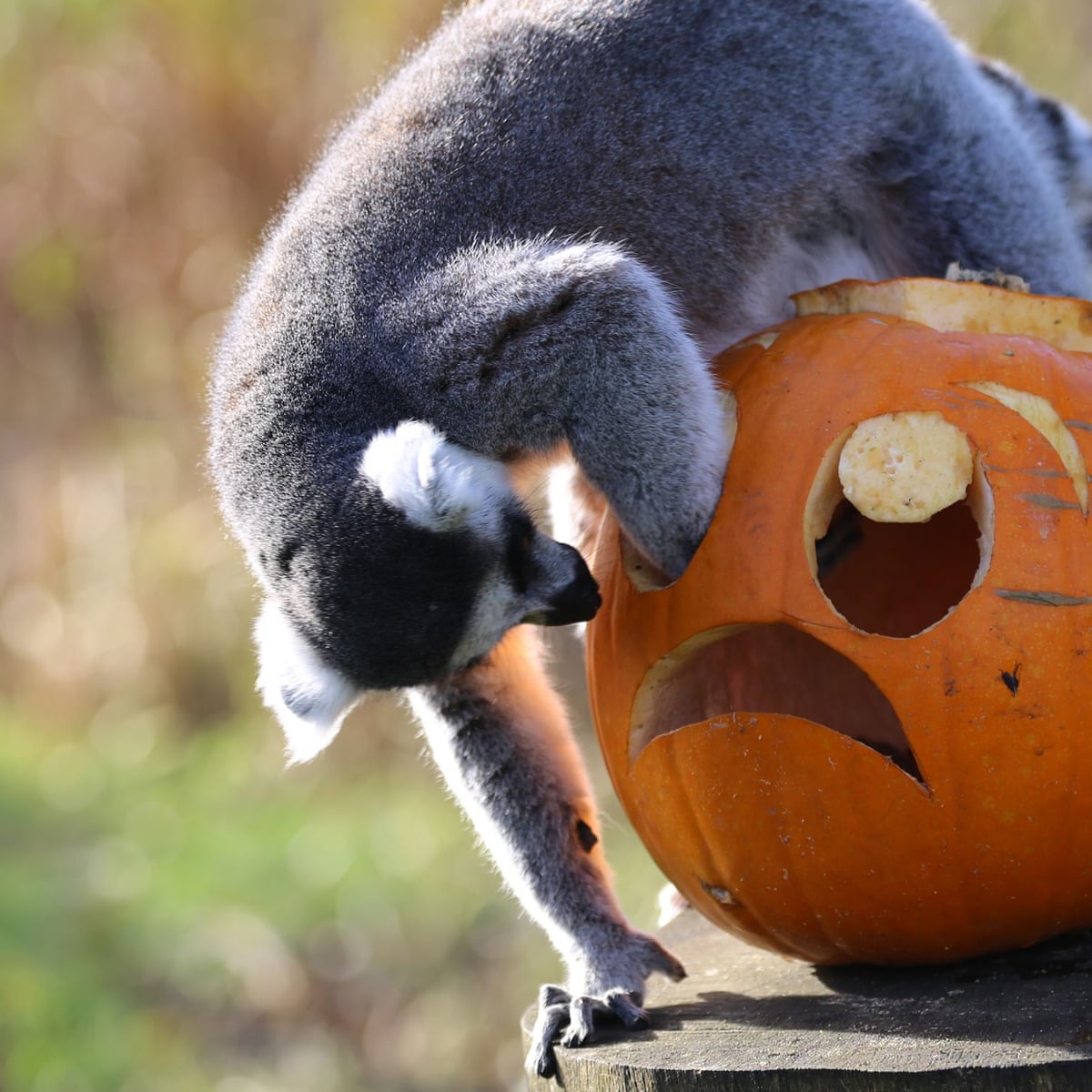 It S Pumpkin Time For Zoo Animals Across The Us Whether They Like It Or Not Zoos The Guardian