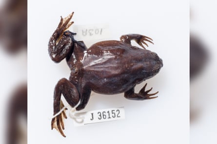 An extinct southern gastric-frog in Brisbane