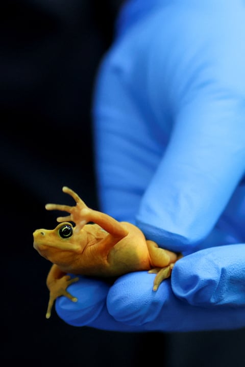 Uma rã-dourada-panamenha no Centro de Pesquisa e Conservação de Anfíbios de Gamboa, administrado pelo Instituto Smithsonian de Pesquisas Tropicais em Gamboa, Panamá. Desde 2009, ninguém havia avistado uma rã-dourada-panamenha na natureza. Após o sucesso na reprodução de rãs-douradas e de diversas outras espécies sob cuidados humanos, o projeto começou a soltar rãs para compreender a ciência da reintrodução desses animais ameaçados de extinção na natureza.