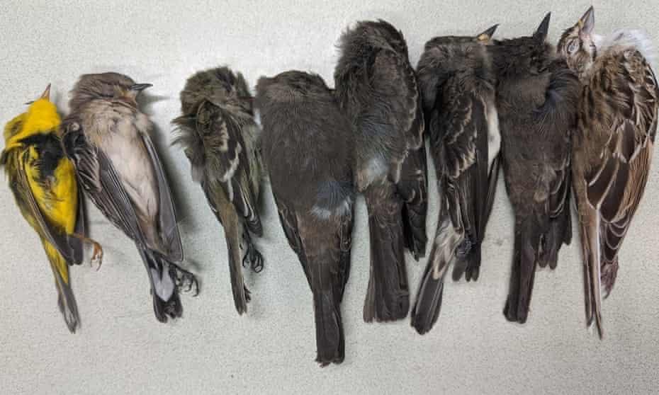 Some of the dead birds found by biologists from New Mexico State University