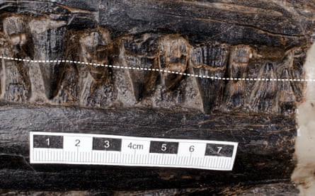 This image shows the ichthyosaur’s teeth, with the broken white line indicating the approximate gum line of the upper jaw.