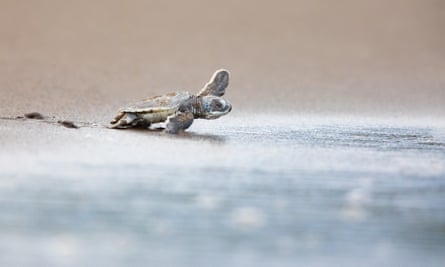 A baby green sea turtle hatchling scurrying into the ocean.
