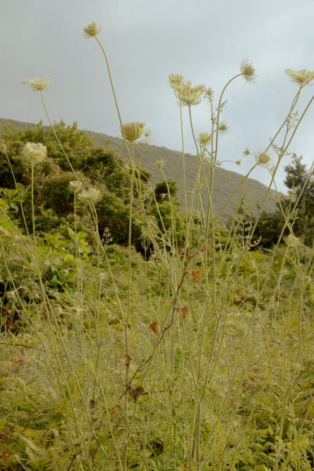 Closeup of vegetation