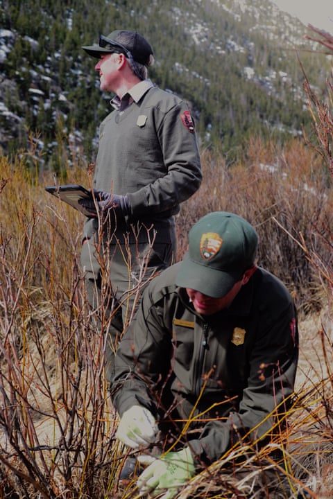 ‘No chain stores, but moose on every corner’: as Colorado herds thrive, clashes with people rise Biologists Will Deacy, left, and Nick Bartush surveying willows in the Rockies national park. Photograph: Jeremy Miller