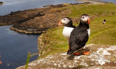 A pair of puffins on the Treshnish Isles