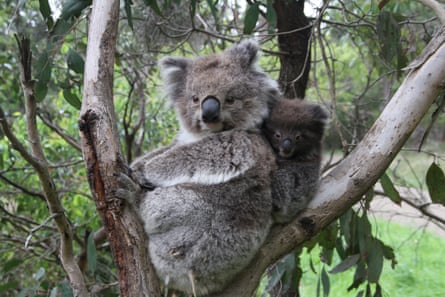 Koala with joey on its back