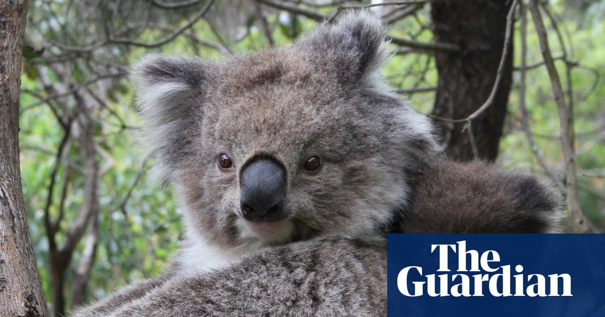 Wanted: ball-obsessed rescue dog to save Australia's endangered koalas from fires and floods