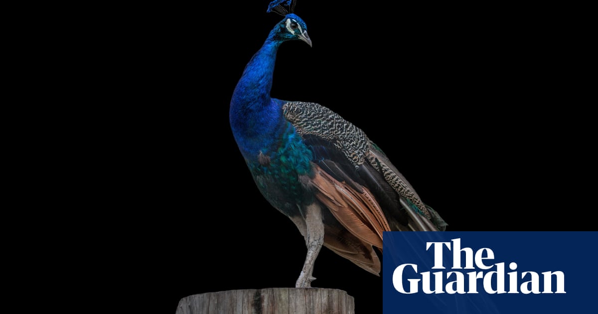 Big cats and exotic birds: Colombia's rescued animals - in ...