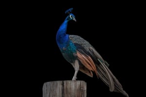 A blue peacock