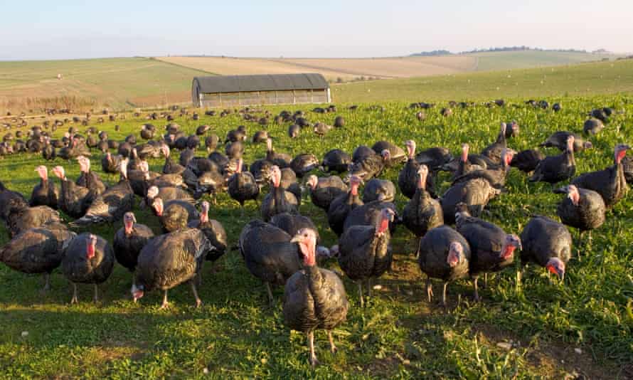 Free-range Norfolk bronze turkeys