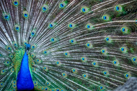 A peacock displays its feathers