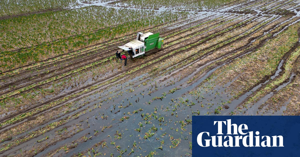 ‘Washout winter’ spells price rises for UK shoppers with key crops down by a fifth | Food