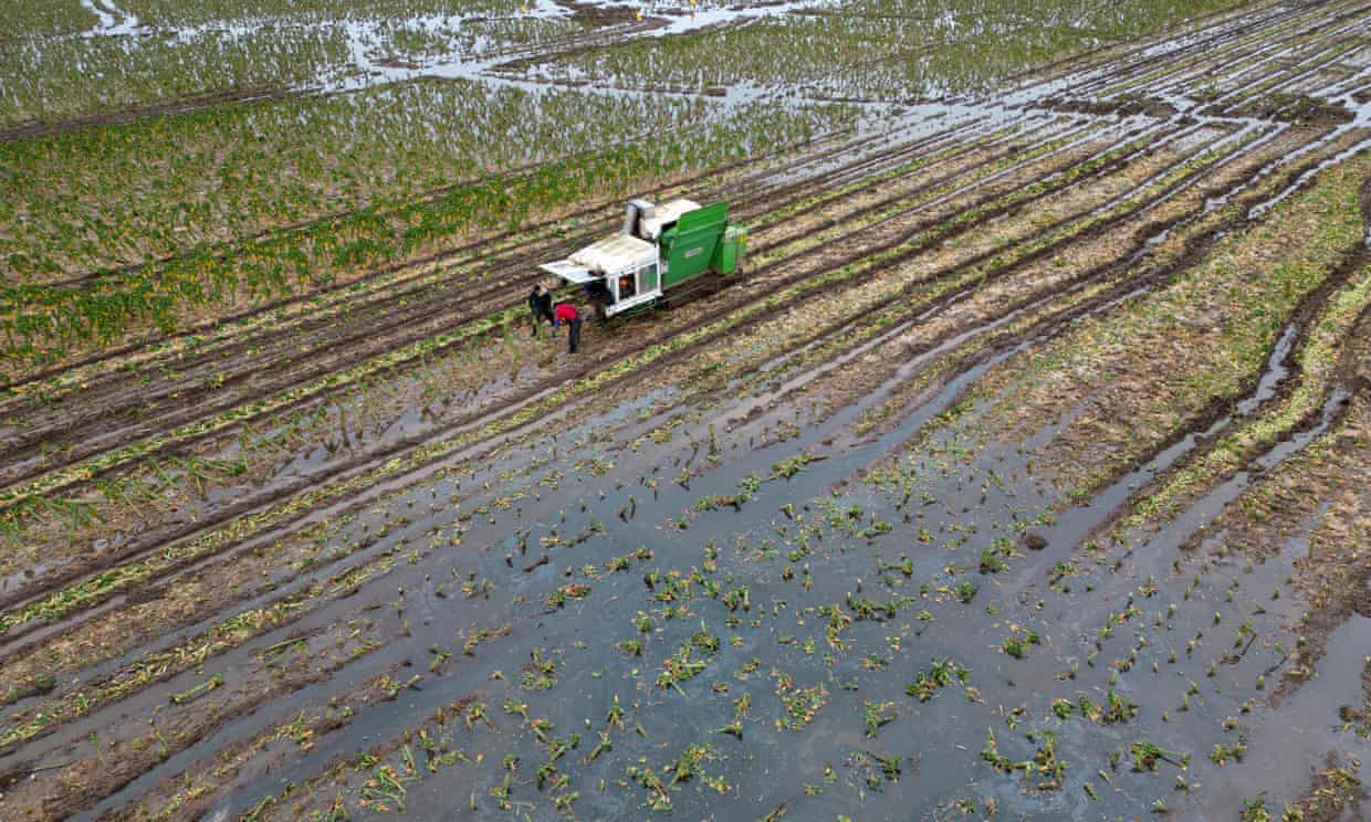 مزرعه کلم بروکسل سیلزده