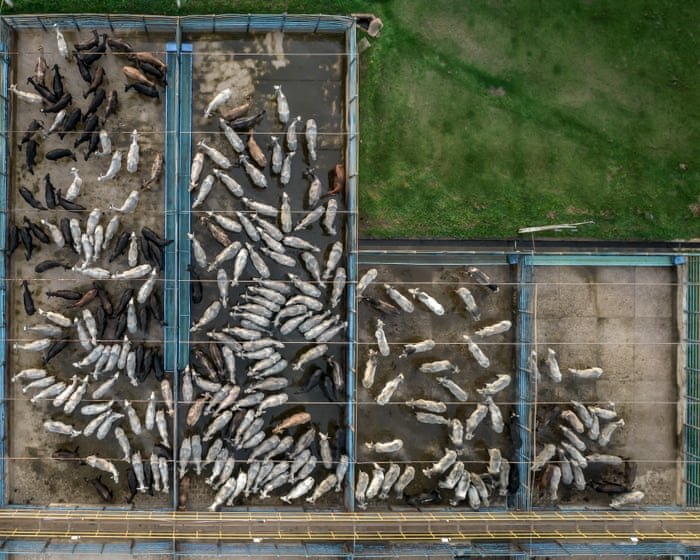 Meat multinational faces legal challenge over green credentials of $6bn global expansion plan