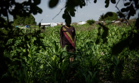 Tomodho amid the family’s maize crop at his family’s home in Pibor, South Sudan.