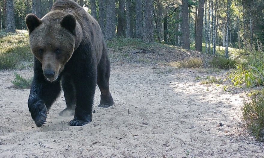 A dozen bears roam the forest near Vadim’s home