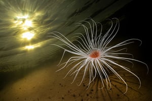 A fireworks anemone