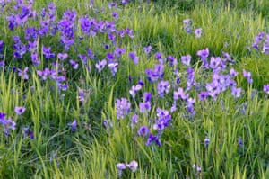 Mountain pansies in every shade of purple and blue