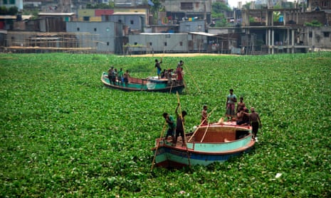 Varkat lëvizin mbi ujë të mbuluar me zymbyl në Bangladesh
