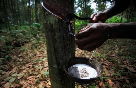 A worker taps a rubber tree in Songon, Ivory Coast