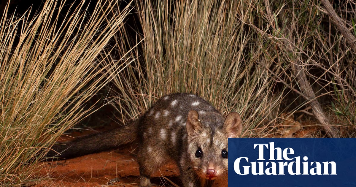 Western quolls and brushtail possums thrive in national park a decade after reintroduction