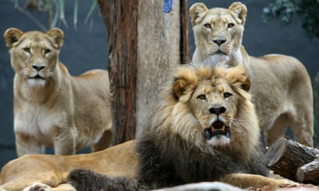 Adult African lions