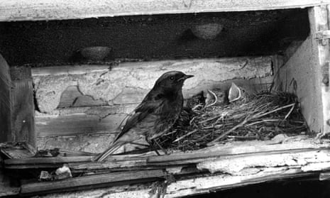 Male black Redstart at nest in bombed out building near St Paul’s, London, June 1951.