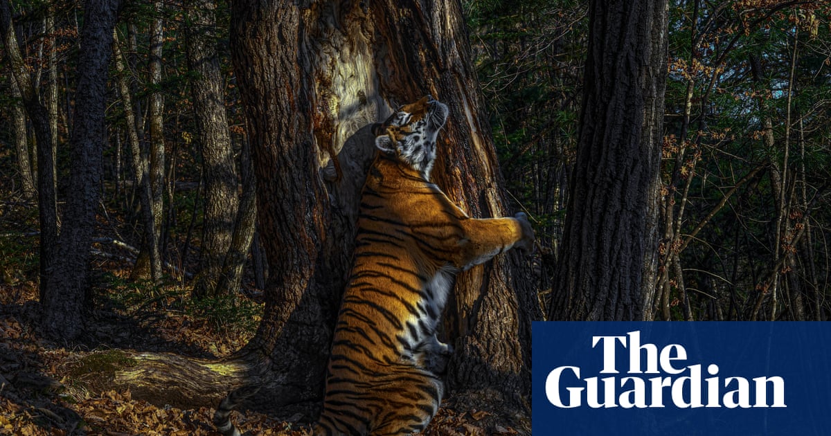 Wildlife photographer of the year 2020 winners - in pictures | Art and design | The Guardian