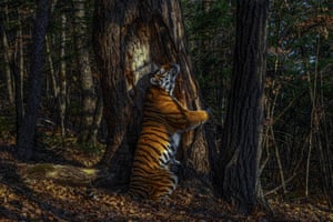 Animals in their Environment and Garand Title Winner: The embrace by Sergey Gorshkov, Russia Winner 2020  With an expression of sheer ecstasy, a tigress hugs an ancient Manchurian fir, rubbing her cheek against bark to leave secretions from her scent glands. She is an Amur, or Siberian, tiger, here in the Land of the Leopard National Park. Sergei installed his first proper camera trap in January 2019, opposite this grand fir. But it was not until November that he achieved the picture he had planned for, of a magnificent tigress in her Siberian forest environment. 