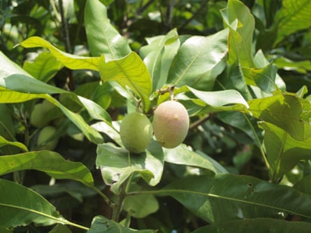 Kalimantan mango (Mangifera casturi).