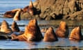 Male Steller sea lions bonding in the afternoon sun at the Plumper Islands, Canada.