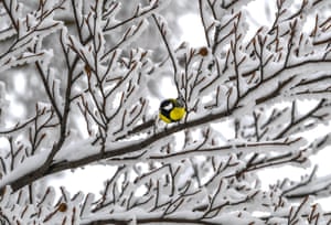 A great tit on a tree in the Jakupica mountain range in Macedonia