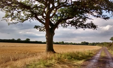 A typical view of a Northamptonshire field through which HS2 will pass, near Halse Copse