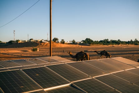 two camels stand next to an array of solar panels