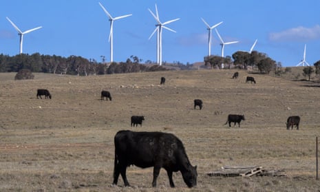 Cattle graze in front of wind turbines