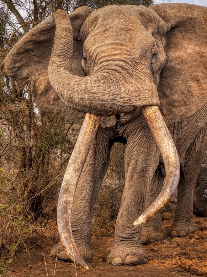 Trophy hunter killings spark fierce battle over the future of super tusker elephants Super tuskers are among the largest and oldest bull elephants.Photograph: Andy Rouse/naturepl.com