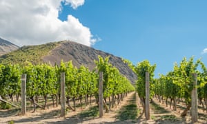 A Pinot For Your Thoughts New Zealand S Red Wine Pioneers Fiona Beckett Food The Guardian