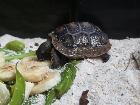A baby Aldabra giant tortoise eating a slice of banana