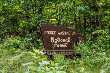 Forest entrance