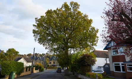 The 150 year old Vernon Oak in Dore, one of thousands of Sheffield’s street trees earmarked to be felled.